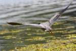 Yellow-crowned Night-heron