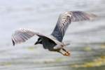 Yellow-crowned Night-heron