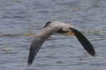 Yellow-crowned Night-heron