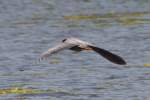 Yellow-crowned Night-heron