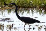 Tricolor Heron