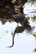 Tricolor Heron