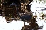 Tricolor Heron