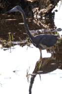 Tricolor Heron