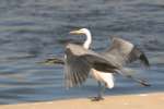 Great Blue Heron Passing Great Egret