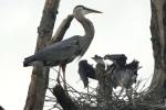 Great Blue Heron