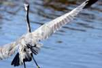 Great Blue Heron in Flight - Sequence