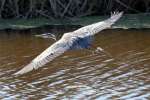 Great Blue Heron in Flight - Sequence