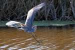 Great Blue Heron in Flight - Sequence