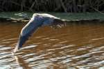 Great Blue Heron in Flight - Sequence