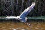 Great Blue Heron in Flight - Sequence