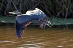 Great Blue Heron in Flight - Sequence