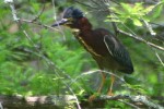 Green Heron