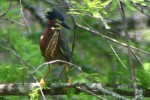 Green Heron