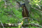 Green Heron