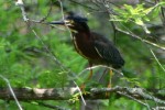 Green Heron