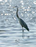 Great Blue Heron