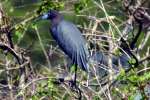 Little Blue Heron