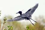 Little Blue Heron