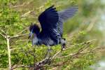 Little Blue Heron