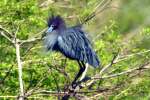 Little Blue Heron