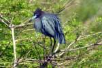 Little Blue Heron