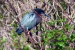 Green Heron