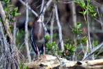 Green Heron