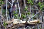 Green Heron