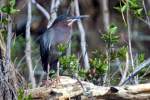 Green Heron