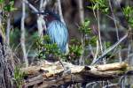 Green Heron