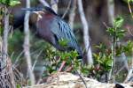 Green Heron