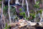 Green Heron