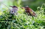 Green Heron