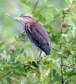 Green Heron