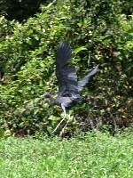 Little Blue Heron