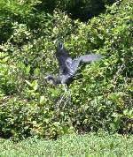 Little Blue Heron