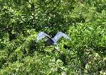 Little Blue Heron