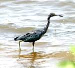 Little Blue Heron Juvenile