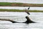 Tricolor Heron