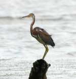 Tricolor Heron