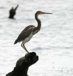 Tricolor Heron