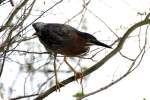 Green Heron