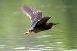 Green Heron