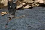 Great Blue Heron Passing Great Egret