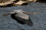 Great Blue Heron Passing Great Egret