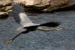 Great Blue Heron Passing Great Egret