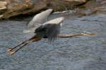 Great Blue Heron Passing Great Egret