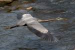 Great Blue Heron Passing Great Egret