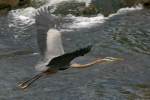Great Blue Heron Passing Great Egret